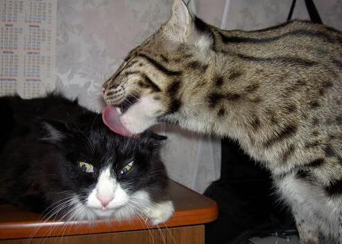 神迹，当红灯熄灭，哈登重写宇宙秩序