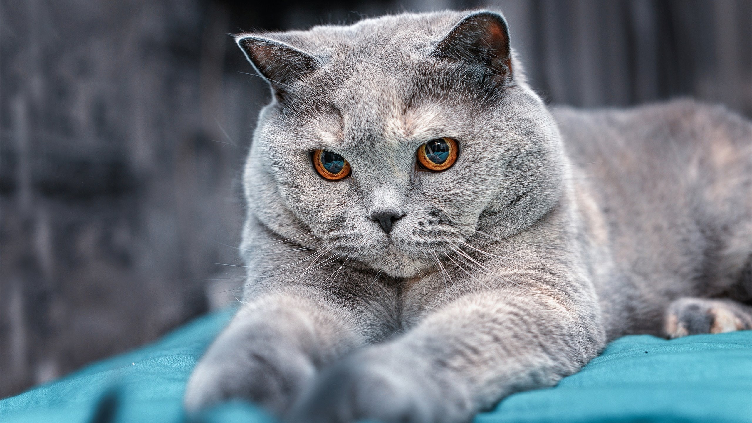 法国力量与南美魔法，欧冠半决赛的双重奏