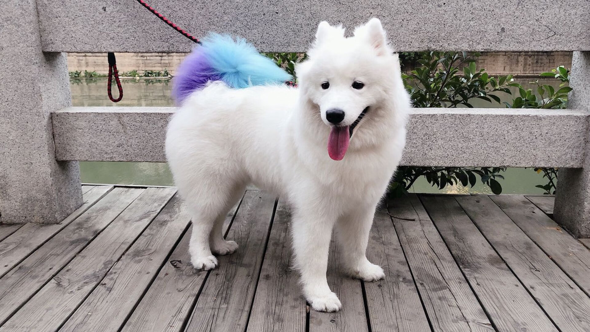 历史强制与数据洪流，从德奥合并到赖斯数据爆炸的反思