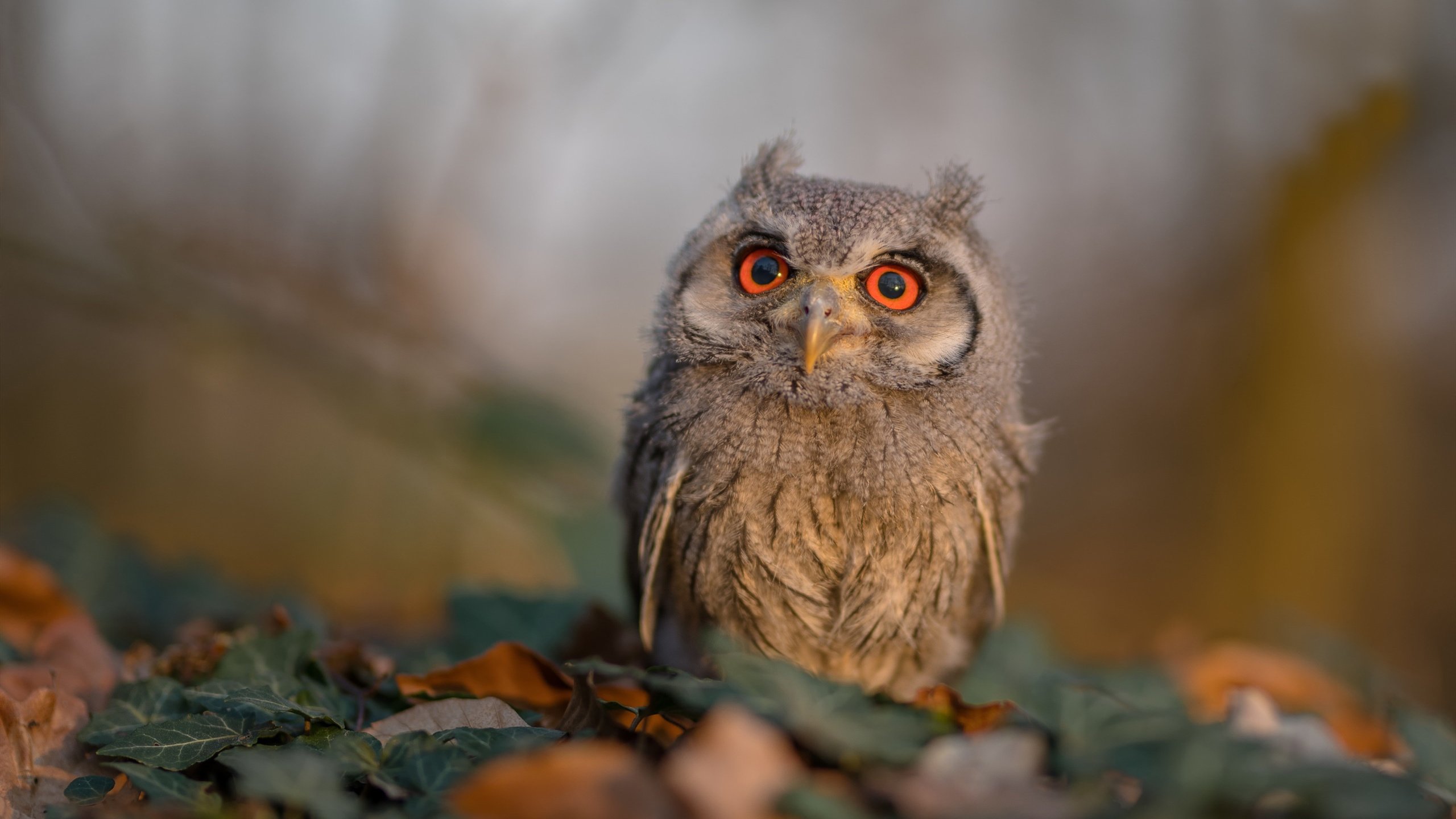 篮球世界的奇妙共振，当哈利伯顿的魔法照亮深圳队晋级之路，快船的阴影作何感想？