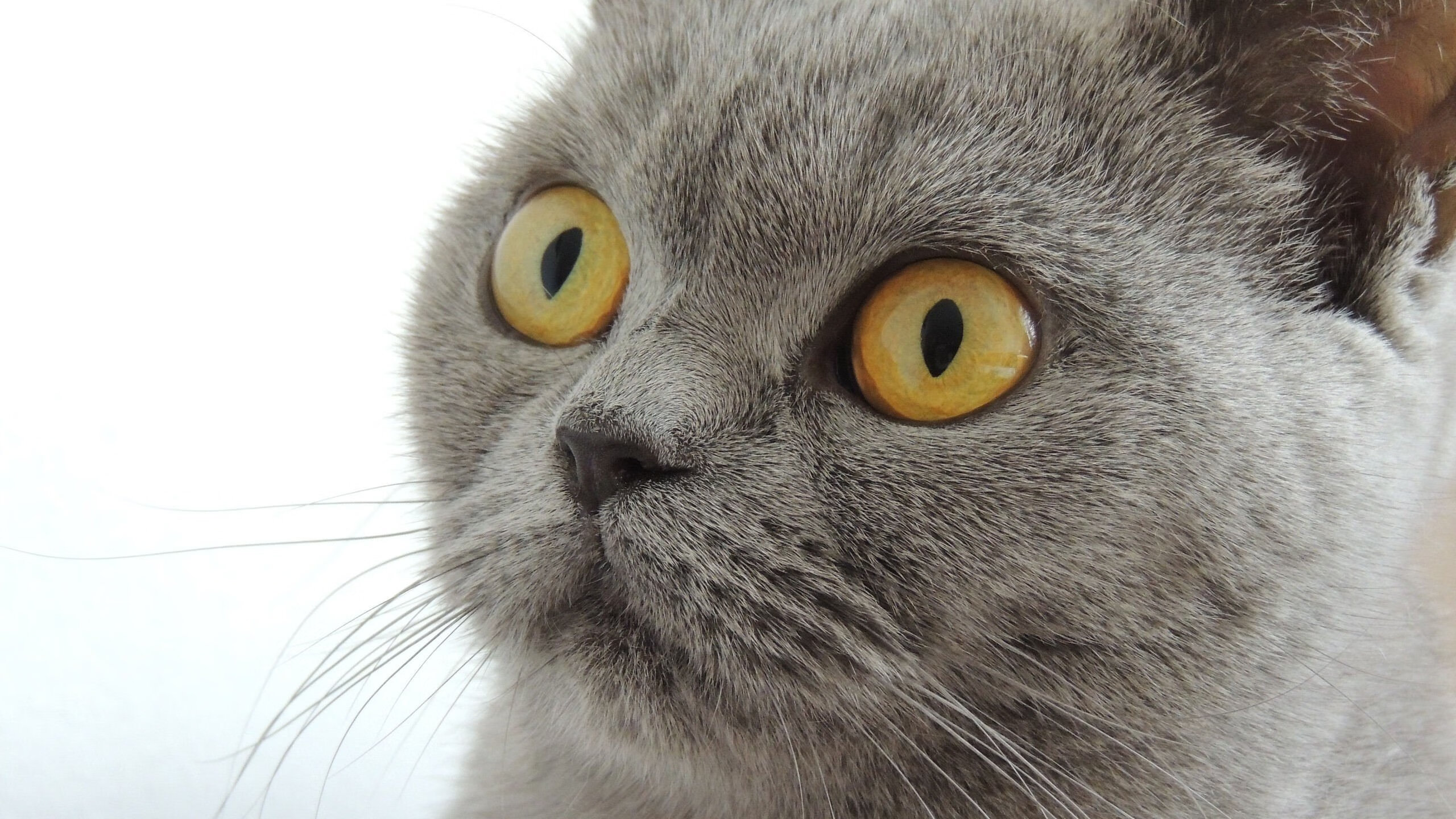 抢七之夜的时光针脚,三笘薰编织的不仅是胜利,更是一种足球哲学