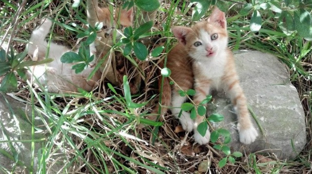 阿拉巴的隐形之手,喀麦隆淘汰拉齐奥的掌控之谜