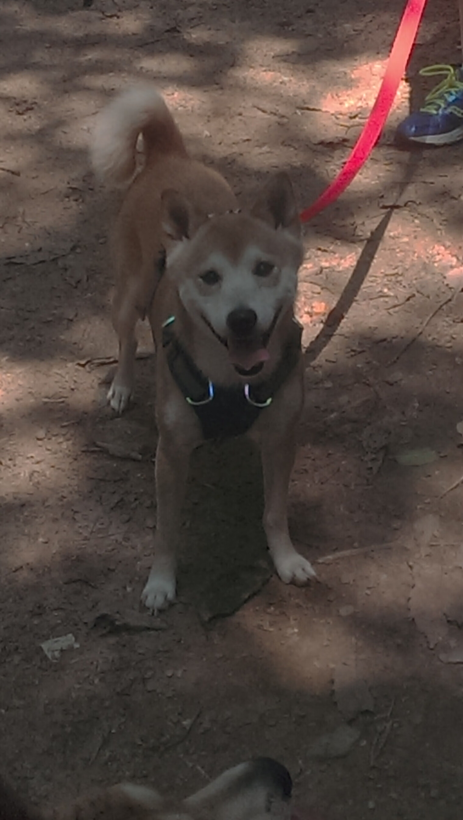 闪电战席卷罗马城,莱比锡红牛90分钟终结欧冠悬念