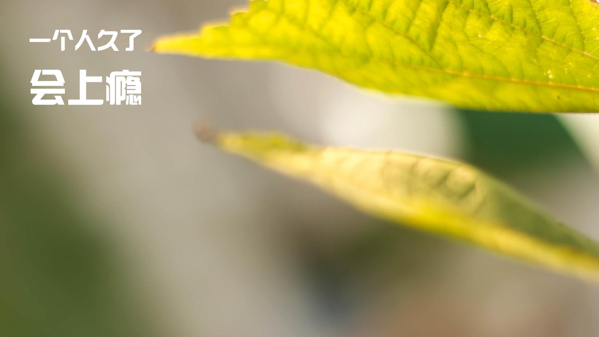 闪电战席卷罗马城,莱比锡红牛90分钟终结欧冠悬念