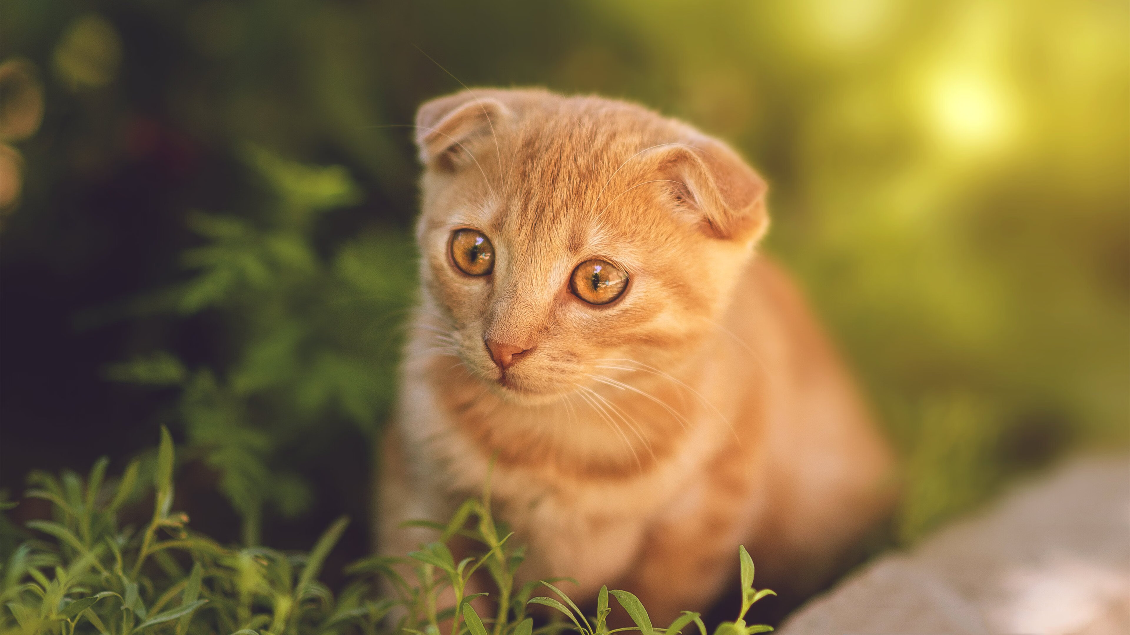 金色刺杀者,当托马斯·穆勒潜入南美战火