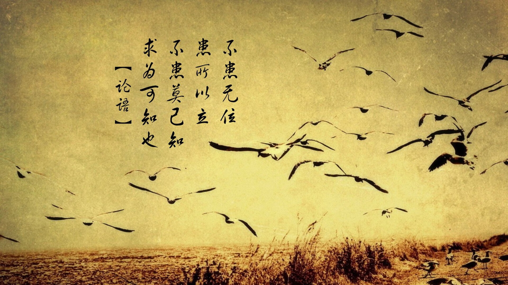 黑绿狂想曲，当佩德里成为南非斩落威尔士的关键先生