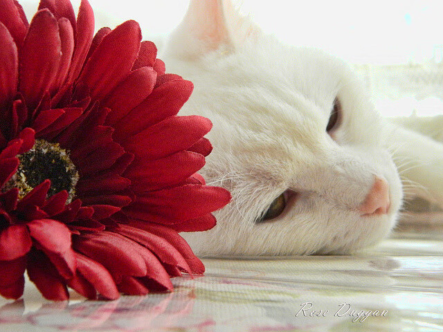 非典型侵略者—托尼如何用智慧与优雅，让牙买加人在溃败中仍存敬意