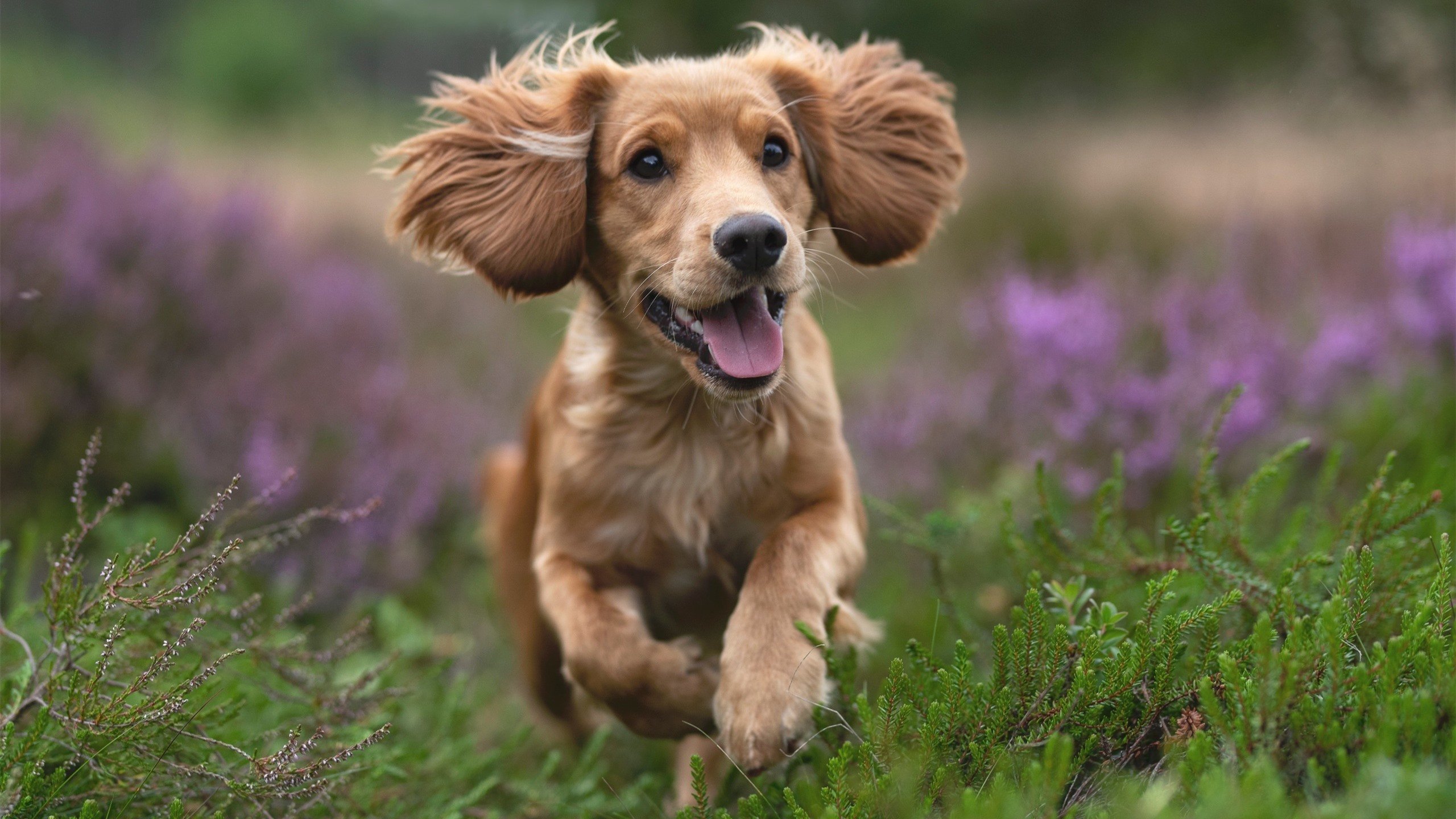 尤文对阵丹麦，基米希的沉默与破晓