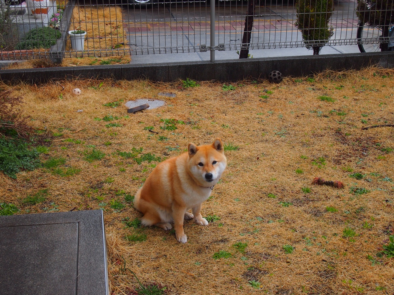 跨界风暴,当迪马利亚的足球灵魂驶入F1赛道