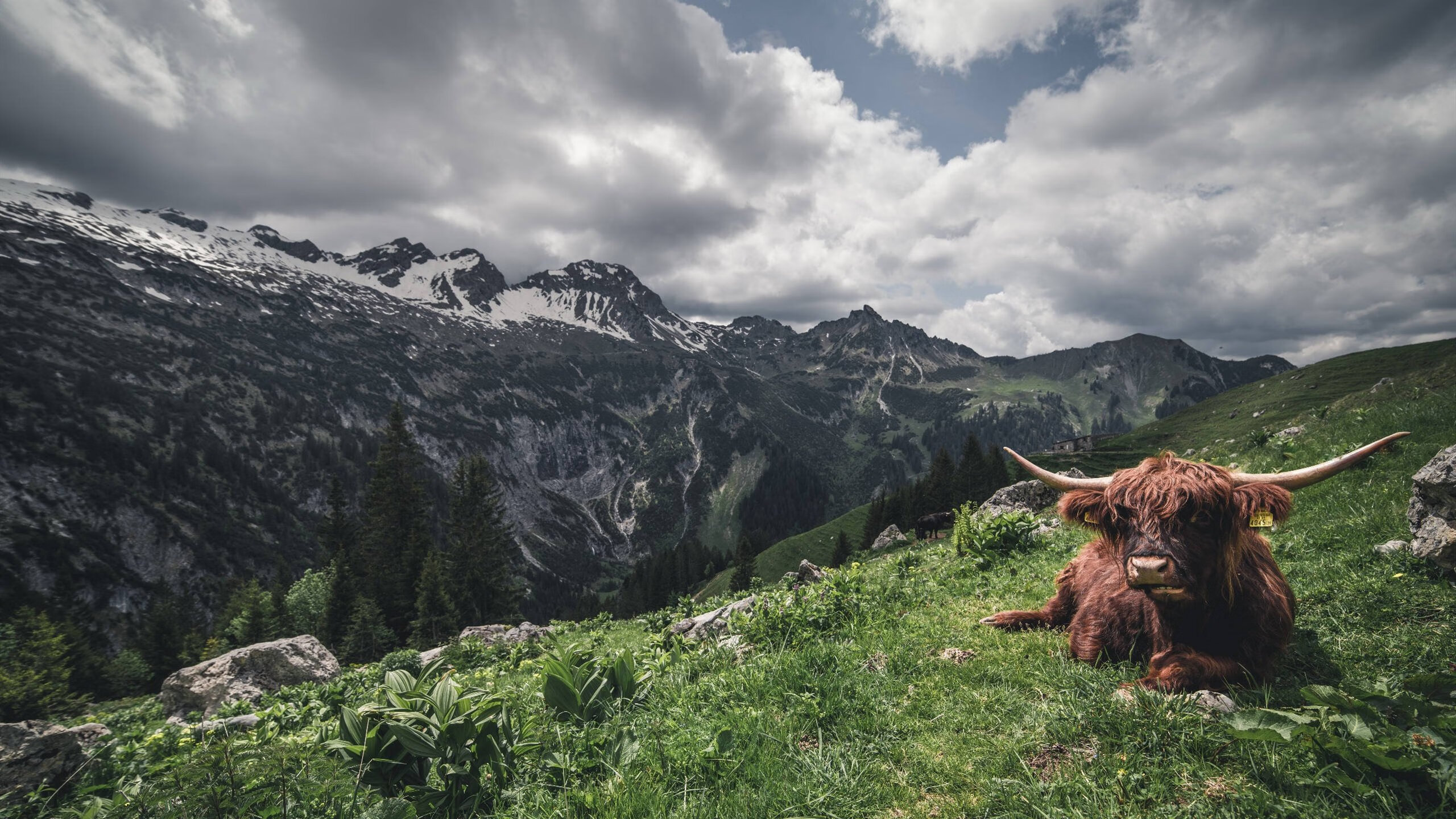 F1街道赛之夜，阿圭罗关键节点连续得分的赛车传奇