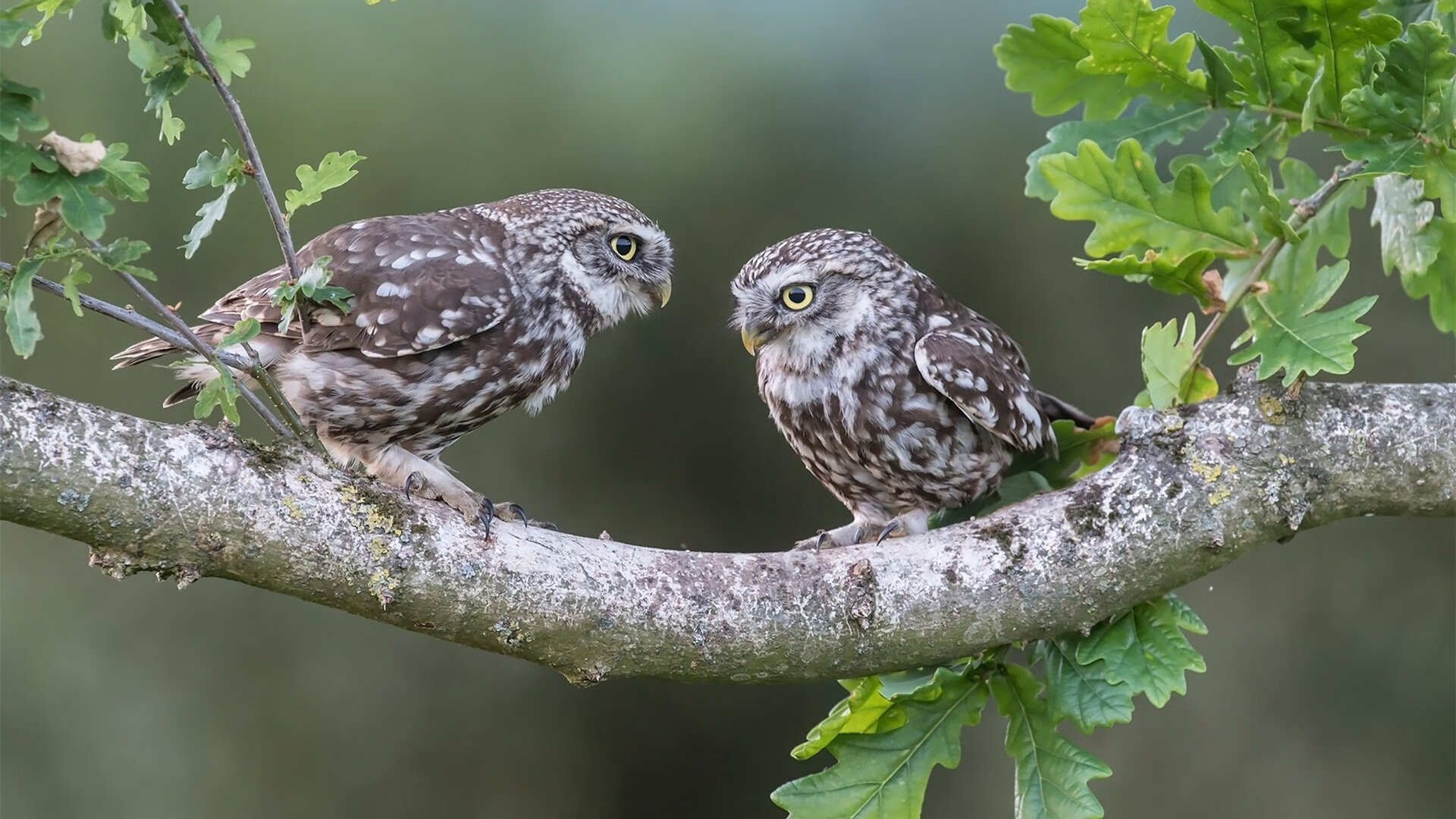三门球跨界风暴，浙江队提前终结悬念鹈鹕，拉梅洛在意甲焦点战接管比赛