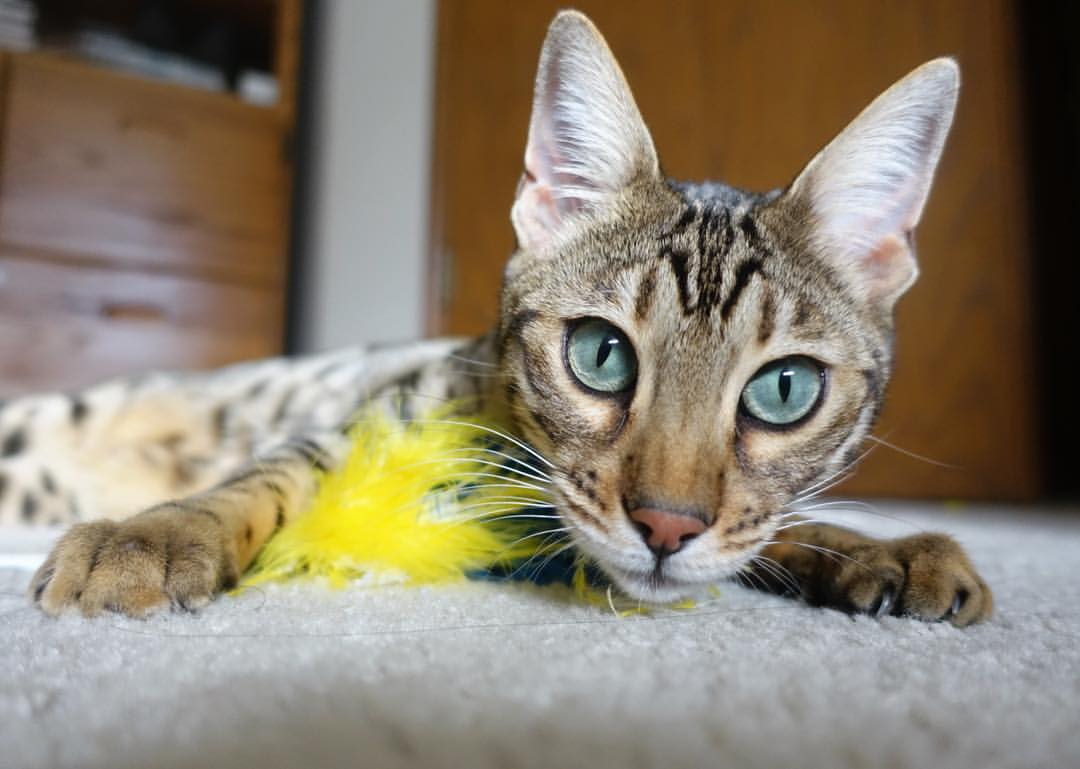 破冰！猛龙正面击溃灰熊，死神回眸惊艳四座